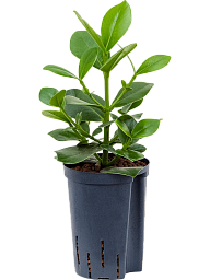 Graceful Autograph Tree Clusia rosea 'Princess' Indoor House Plants