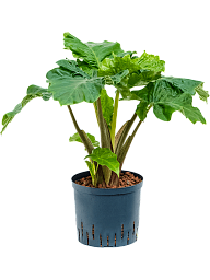 Lush Elephant Ear Alocasia 'Low Rider' Indoor House Plants