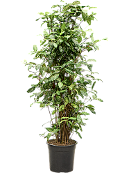 Colorful Gold Dust Dragon Tree Dracaena godseffiana (130-150) Indoor House Plants