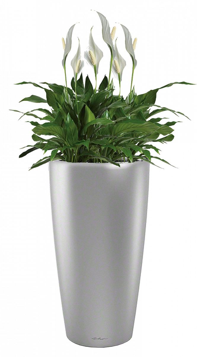 Blooming Spathiphyllum Chopin Lux in LECHUZA RONDO Self-watering Planter, Total Height 140 cm