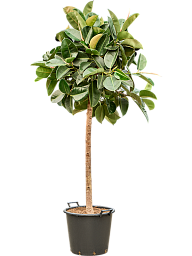 Lush Rubber Plant Ficus elastica 'Robusta' Indoor House Plants