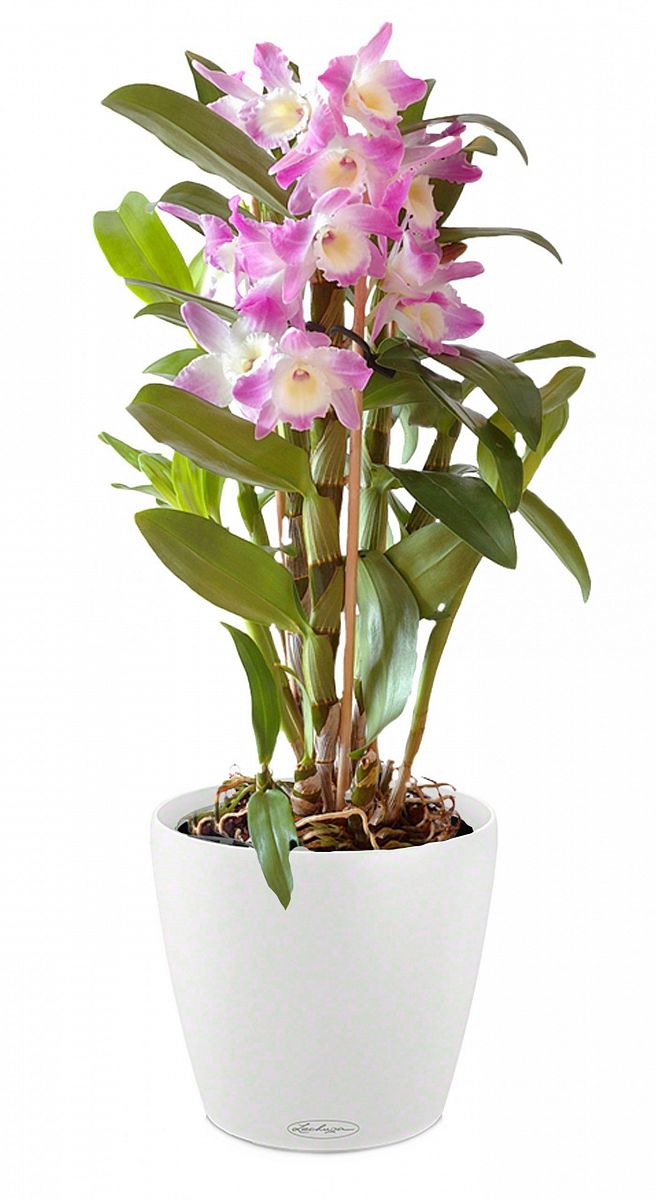 Blooming Dendrobium Orchid in LECHUZA CLASSICO Color Self-watering Planter, Total Height 60 cm