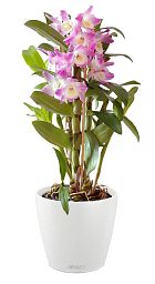 Blooming Dendrobium Orchid in LECHUZA CLASSICO Color Self-watering Planter, Total Height 60 cm