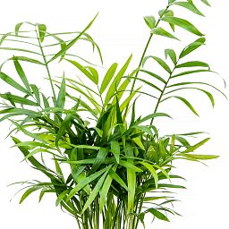 Shade-loving Parlour Palm Chamaedorea elegans Indoor House Plants