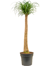 Tropical Ponytail Palm Beaucarnea recurvata Tall Indoor House Plants Trees