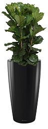 Ficus Lyrata in LECHUZA RONDO Self-watering Planter, Total Height 160 cm