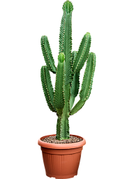 Photogenic Cowboy Cactus Euphorbia ingens (110-150) Indoor House Plants