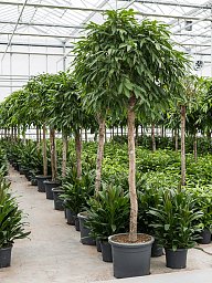 Lush Narrow-leaf Fig Ficus binnendijkii 'Amstel King' Tall Indoor House Plants Trees
