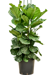 Lush Fiddle Leaf Fig Ficus lyrata Indoor House Plants