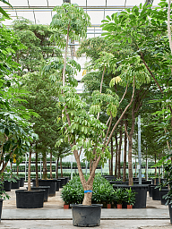 Cheerful Umbrella Tree Schefflera actinophylla 'Amate' Indoor House Plants