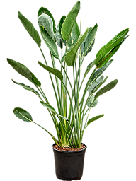 Tropical Bird of Paradise White Strelitzia Reginae Indoor House Plants