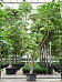 Cheerful Umbrella Tree Schefflera actinophylla 'Amate' Indoor House Plants