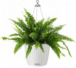 Nephrolepis Exaltata (Sword Fern) in LECHUZA NIDO Cottage Self-watering Hanging Planter, Total Heigh