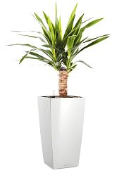 Yucca in LECHUZA CUBICO Self-watering Planter, Total Height 70 cm