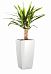 Yucca in LECHUZA CUBICO Self-watering Planter, Total Height 70 cm