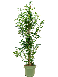 Lush Chinese Banyan Ficus microcarpa 'Moclame' Indoor House Plants