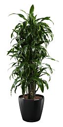 Dracaena Fragrans Arturo in LECHUZA CLASSICO LS 43 Self-watering Planter, Total Height 150 cm