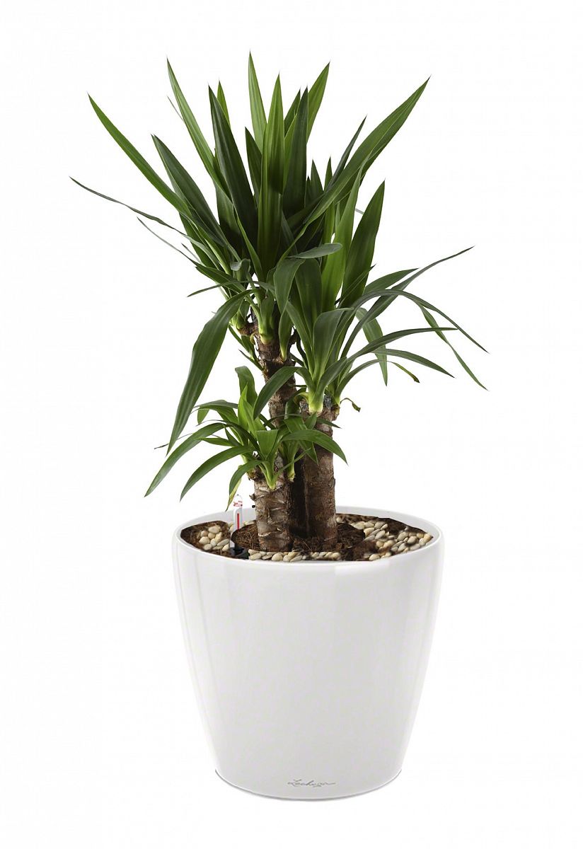 Yucca in LECHUZA CLASSICO LS Self-watering Planter, Total Height 80 cm