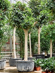 Lush Fig Tree Ficus rubiginosa 'Australis' Tall Indoor House Plants Trees
