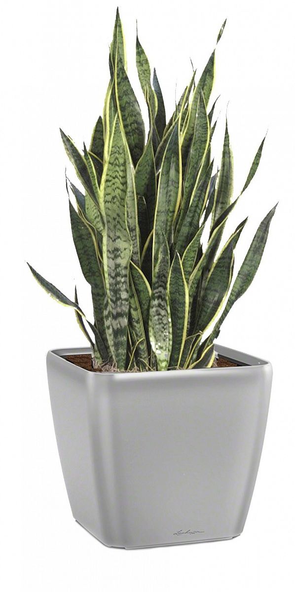 Sansevieria Lime in LECHUZA QUADRO LS Self-watering Planter, Total Height 40 cm