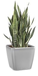 Sansevieria Lime in LECHUZA QUADRO LS Self-watering Planter, Total Height 40 cm