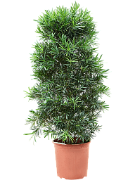 Lush Kusamaki Podocarpus macrophyllus Indoor House Plants