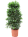 Lush Kusamaki Podocarpus macrophyllus Indoor House Plants