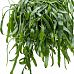 Easy-Care Mistletoe Cactus Rhipsalis ramaloris Indoor House Plants