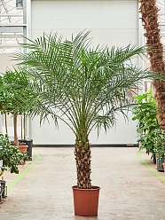 Tropical Pygmy Date Palm Phoenix roebelenii Indoor House Plants