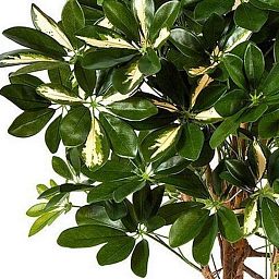 SCHEFFLERA ACTINOPHYLLA Artificial Tree Plant