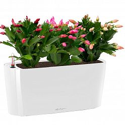 LECHUZA DELTA 10|DELTA 20 Poly Resin Indoor Self-watering Planter