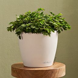 LECHUZA CLASSICO Color Round Poly Resin Self-watering Planter