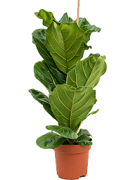 Lush Fiddle Leaf Fig Ficus lyrata Indoor House Plants
