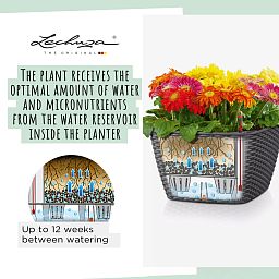 LECHUZA BACINO Cottage Square Poly Resin Self-watering Planter