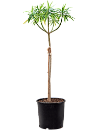Vibrant African Milk Tree Euphorbia dendroides (120-150) Indoor House Plants