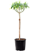 Vibrant African Milk Tree Euphorbia dendroides (120-150) Indoor House Plants