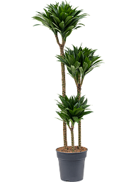 Easy-Care Corn Plant Dracaena fragrans 'Compacta' Indoor House Plants