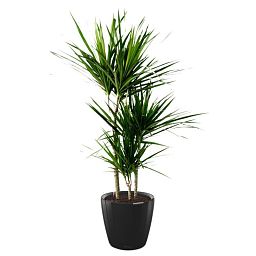 Dracaena Marginata in LECHUZA CLASSICO LS Self-watering Planter, Total Height 120 cm