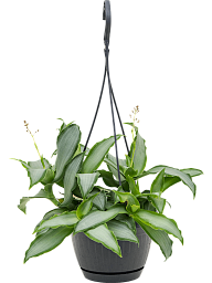 Vibrant Beijing Grass Murdannia 'Bright Star' Indoor House Plants