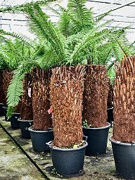 Lush Soft Tree Fern Dicksonia antarctica Tall Indoor House Plants Trees