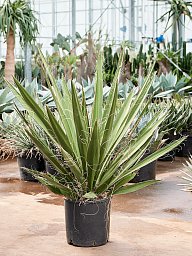 Photogenic Spanish Dagger Yucca carnerosana Indoor House Plants