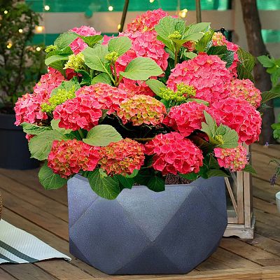 IDEALIST Lite Faceted Effect Bowl Planter Indoor Plant Pot