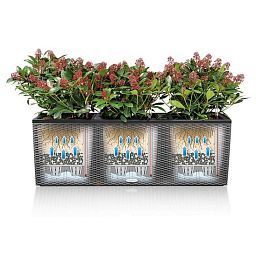 LECHUZA TRIO Cottage Trough Poly Resin Self-watering Planter