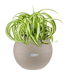 Chlorophytum Bonnie in LECHUZA-PURO Self-watering Planter, Total Height 30 cm