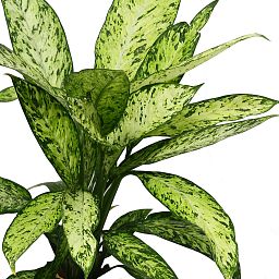 Lush Dumb Cane Dieffenbachia 'Vesuvius' Indoor House Plants
