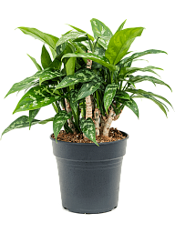 Lush Chinese Evergreen Aglaonema 'Maria' Indoor House Plants