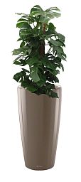 Monstera Deliciosa in LECHUZA RONDO Self-watering Planter, Total Height 150 cm
