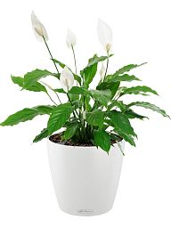 Blooming Spathiphyllum in LECHUZA CLASSICO Color Self-watering Planter, Total Height 45 cm