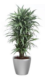 Dracaena Fragrans Warneckii in LECHUZA CLASSICO LS Self-watering Planter, Total Height 160 cm