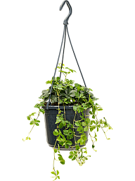 Delicate Ivy of Uruguay Parthenocissus striata Indoor House Plants